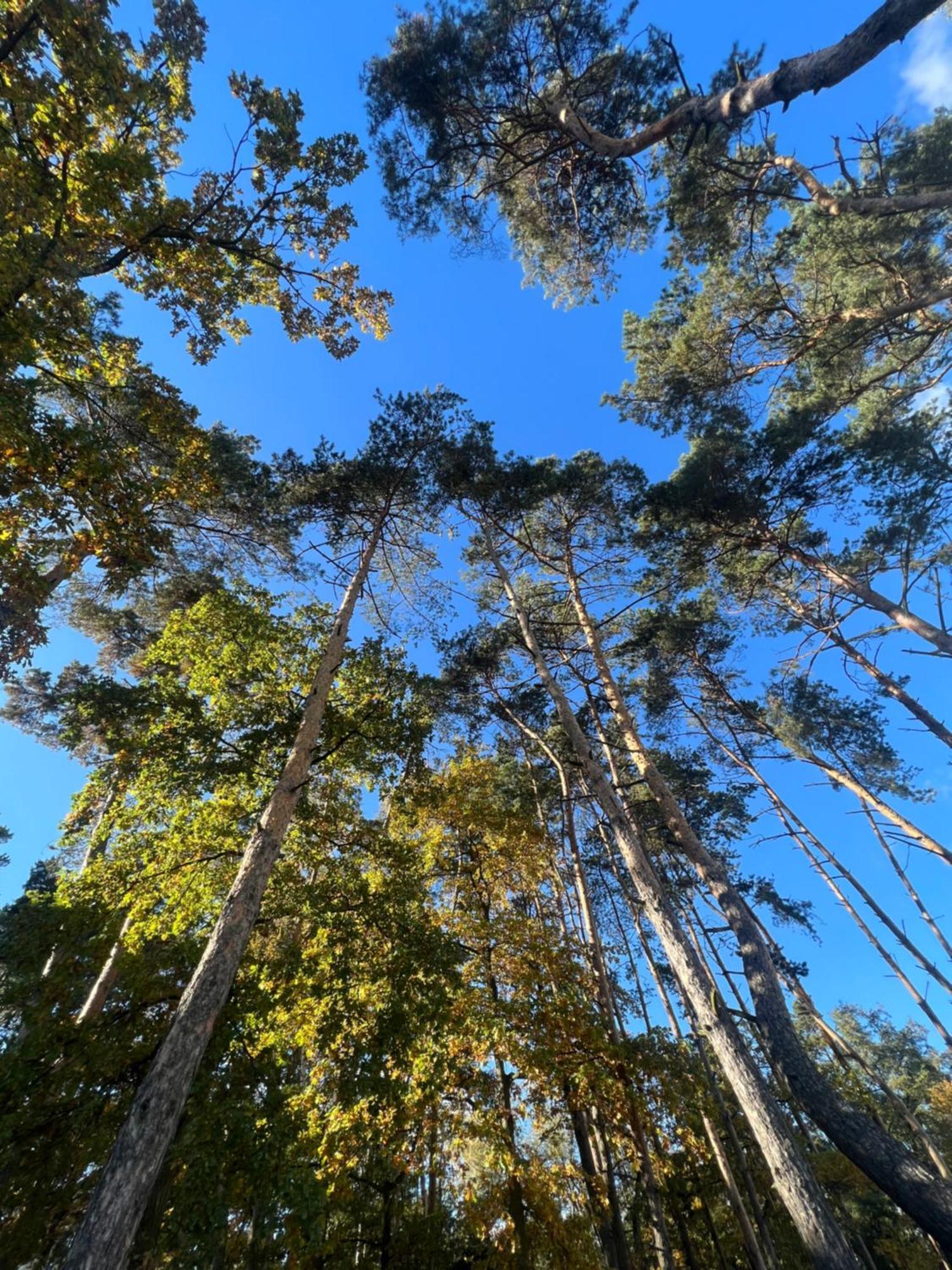 Hotel Mikorzyn Slesin  Bagian luar foto